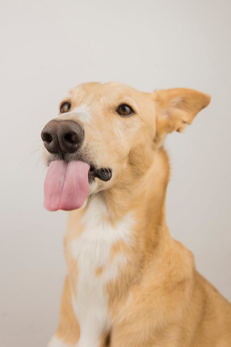 Dog Showing Tongue