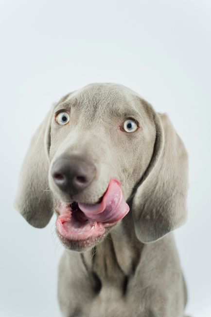 Adorable Weimaraner dog licking its lips in a playful close-up portrait.