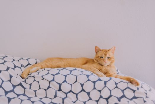 cat photo