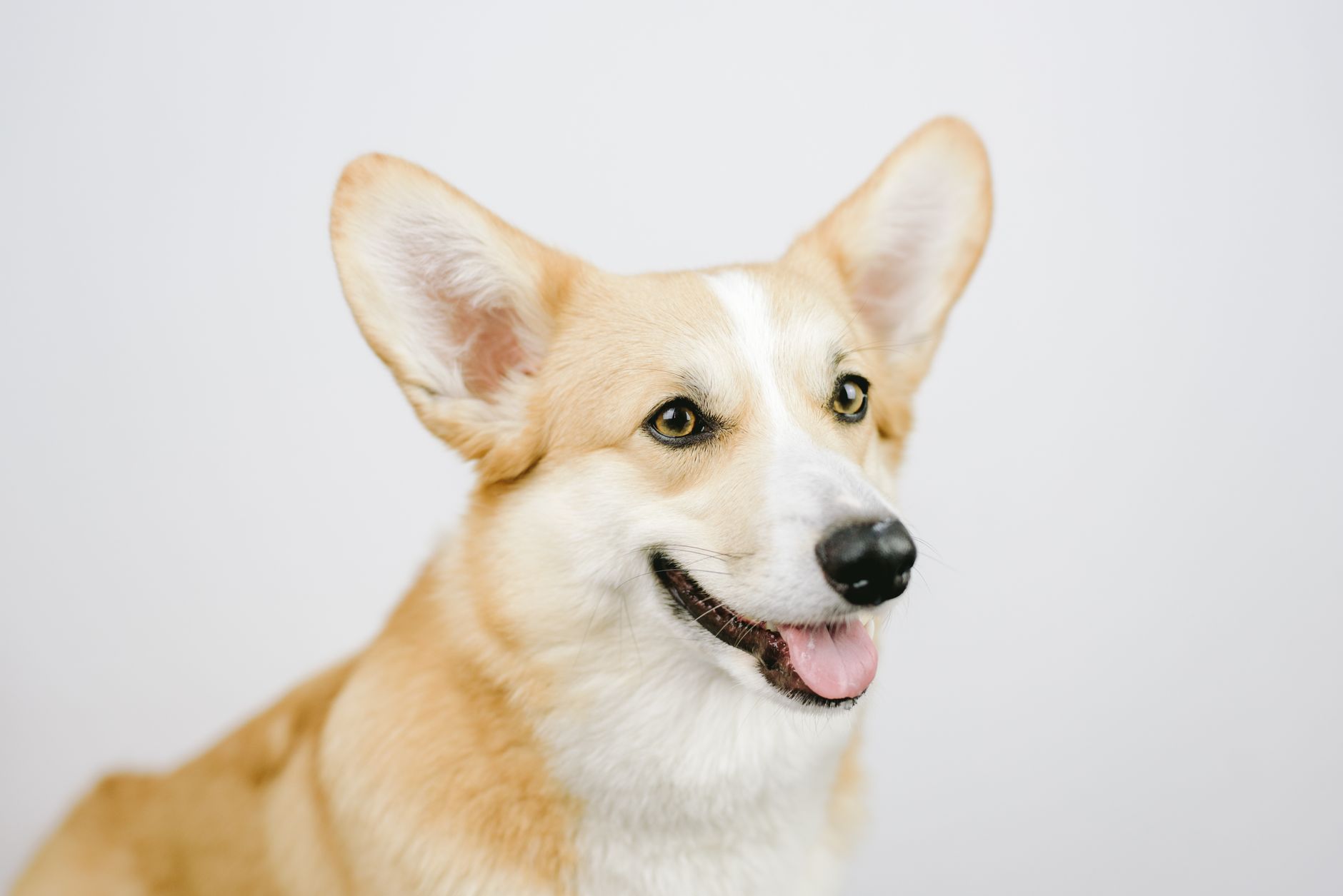 Pembroke Welsh Corgi Care Guide