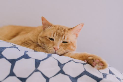 Free A sleepy ginger tabby cat lounging comfortably on a patterned blanket indoors. Stock Photo