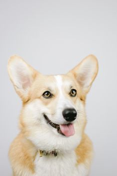 Charming corgi dog portrait with a playful and happy expression in a studio setting.