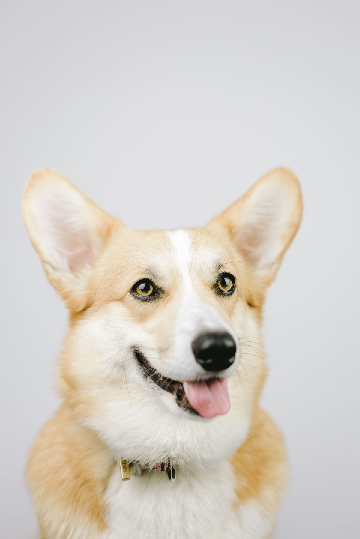 A well-groomed corgi with a happy expression