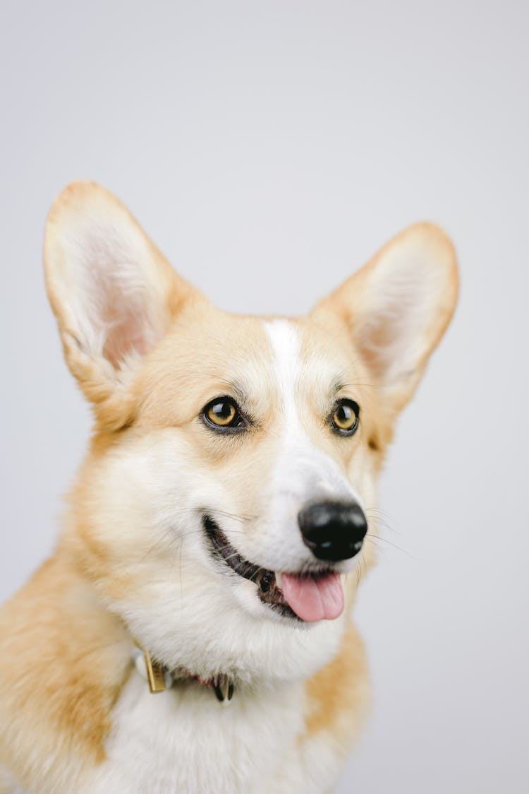 Head Of Corgi