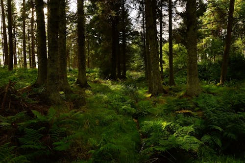 Free Photography of Green Forest Stock Photo
