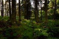 自然公园里，阳光照射着高大的树木和茂盛的蕨类植物，构成一片森林景象