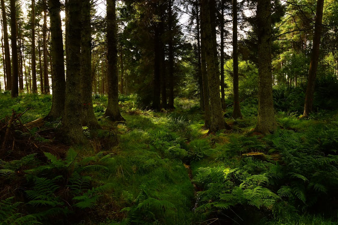 Photography of Green Forest