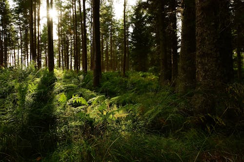 Green Fern Plants and Trees