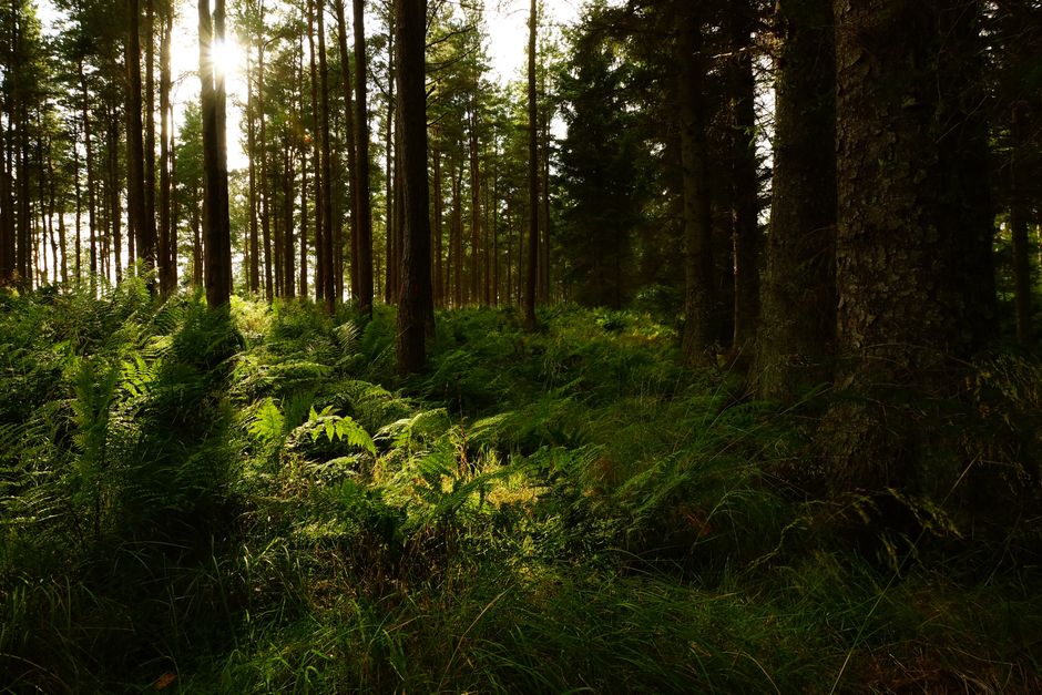 Discover the tranquil beauty of a dense forest with sunlit ferns and towering trees during daylight.