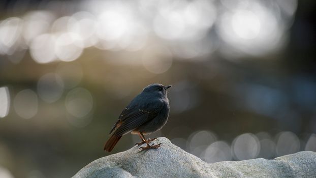 A plumbeous water redstart perched on a rock with a bokeh background in Taiwan.