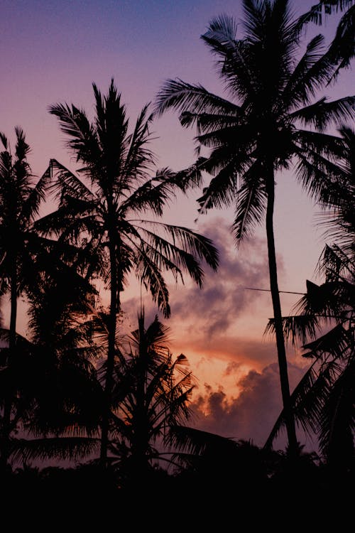 Photos gratuites de ciel pourpre, cocotiers, contre-plongée