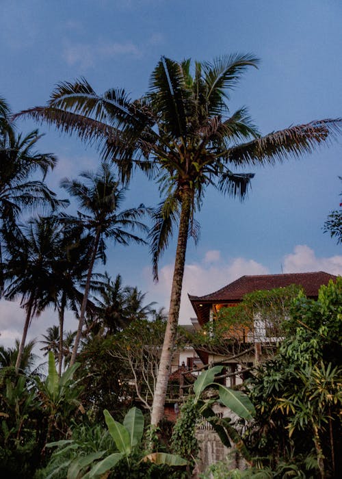 Photograph of Palm Trees Near a Building