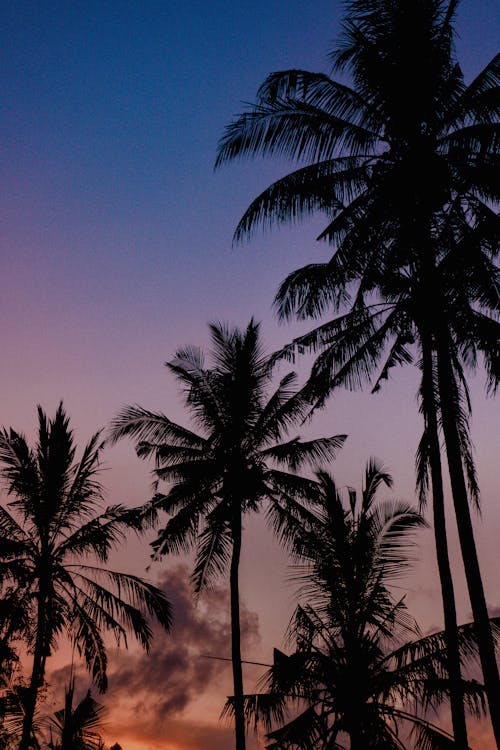 Gratis Immagine gratuita di alberi di cocco, bellissimo, cielo azzurro Foto a disposizione
