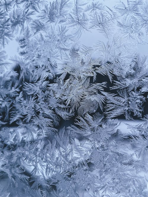 Close up of Leaves in Snow