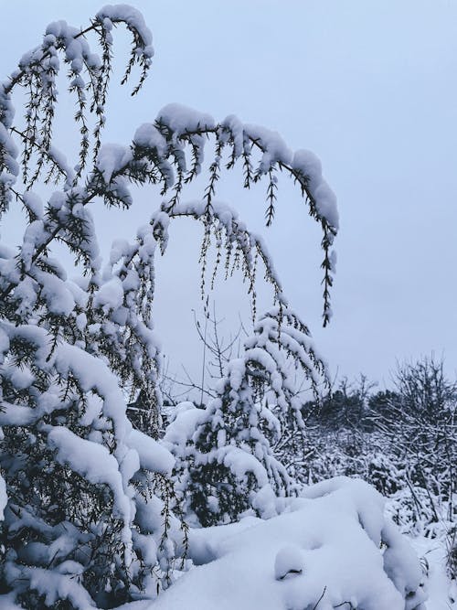 Close Up Photo of Trees Covered with Snow
