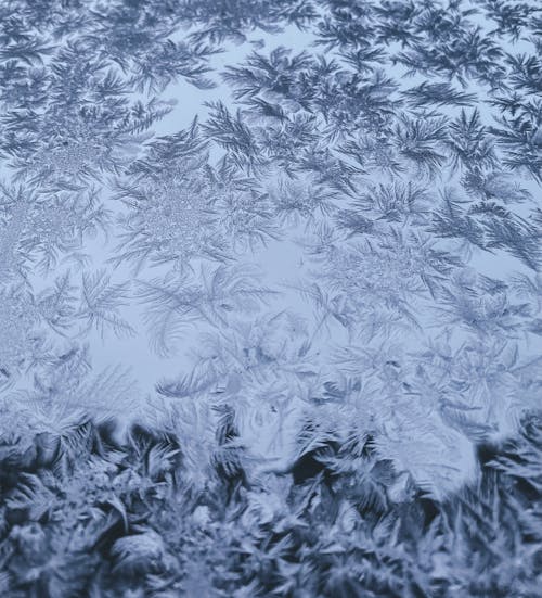 Ilmainen kuvapankkikuva tunnisteilla flunssa, lehdet, lumi