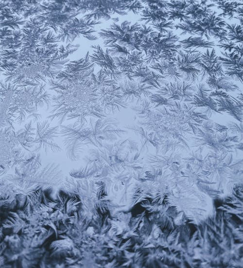 Leaves in Snow