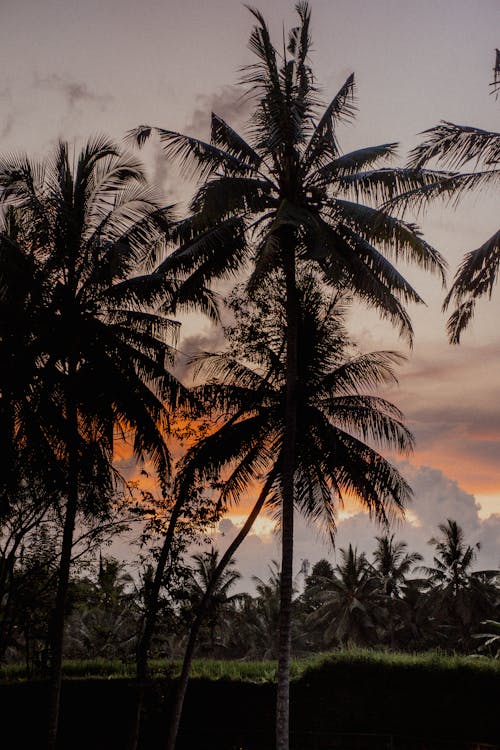 Gratis stockfoto met dageraad, kokosnoot bladeren, kokospalmen Stockfoto