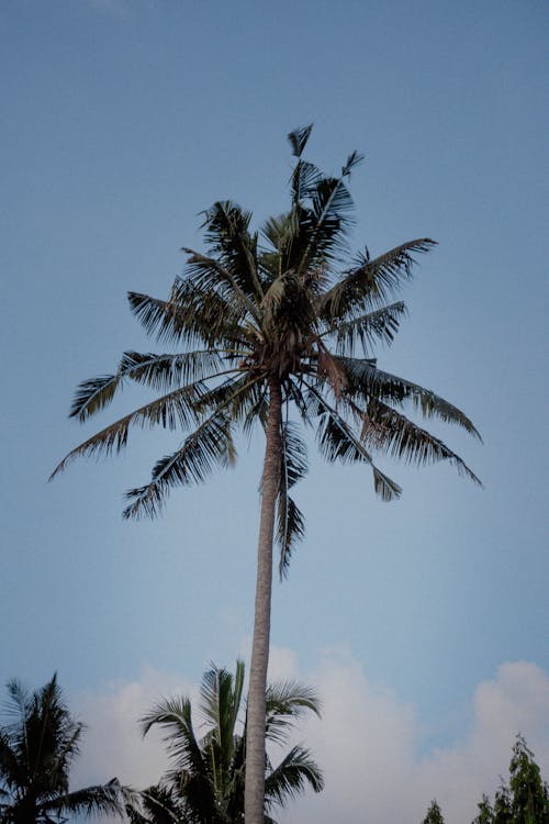 Kostenloses Stock Foto zu aufnahme von unten, klarer himmel, kokosnussbäume