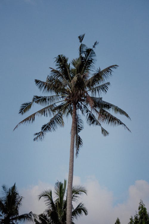 Kostnadsfri bild av klar himmel, kokosnötsblad, kokospalmer