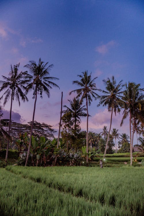 Foto profissional grátis de agricultura, ao ar livre, arrozal