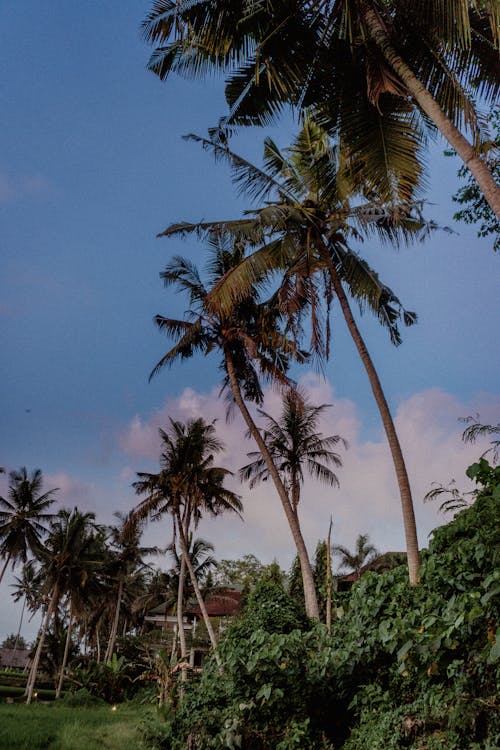 Photo of Tall Palm Trees