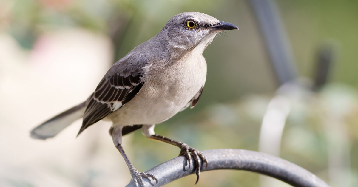 Mockingbird Foundation Opens Music Education Grants for US Nonprofits