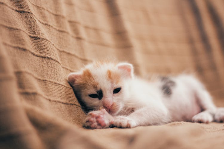 Photo Of A Kitten Lying Down