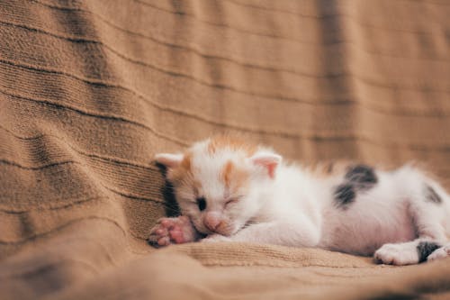 Close-Up of a Sleeping Kitten