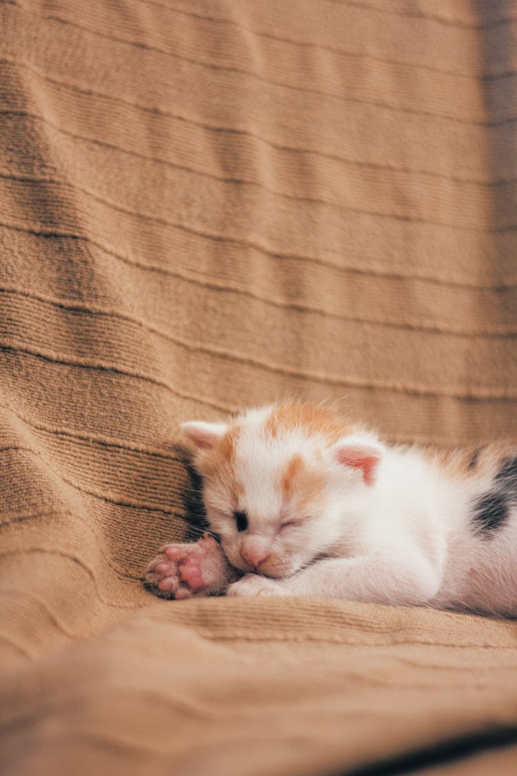 A Kitten Sleeping On A Blanket On A Couch