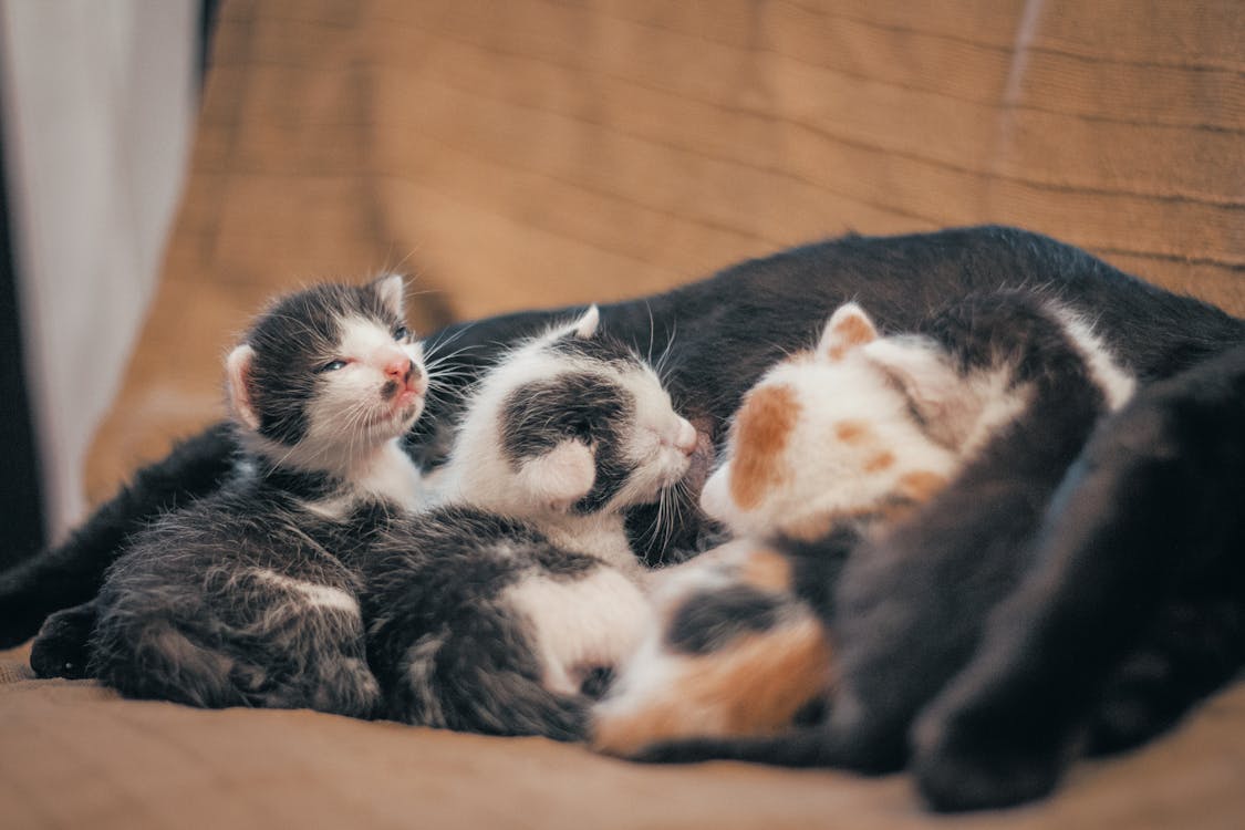 Free Three Newborn Kittens  Stock Photo