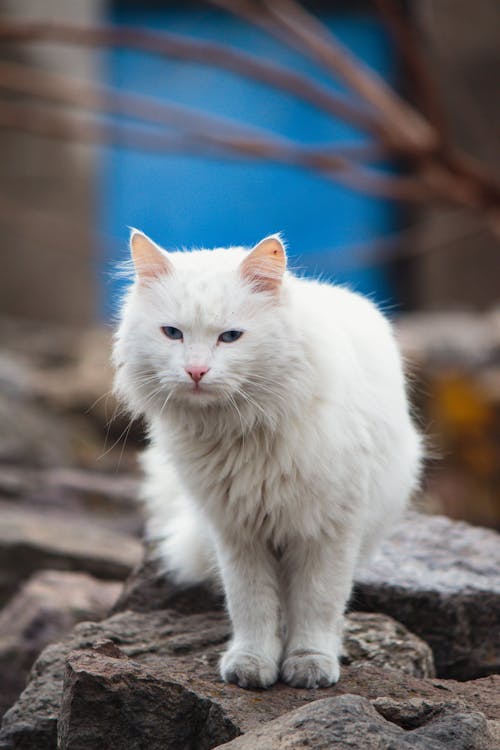 Foto d'estoc gratuïta de de peluix, fotografia d'animals, gat blanc
