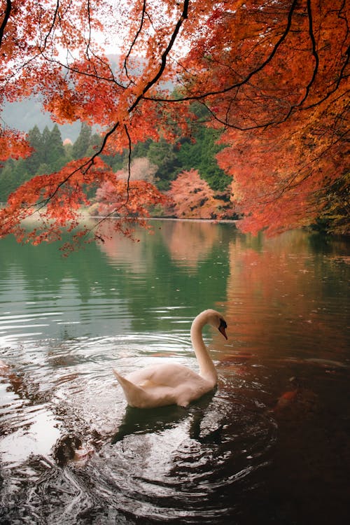 Swan on Lake in Autumn