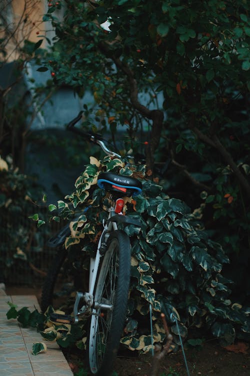 Gratis stockfoto met fiets, geparkeerd, groene bladeren