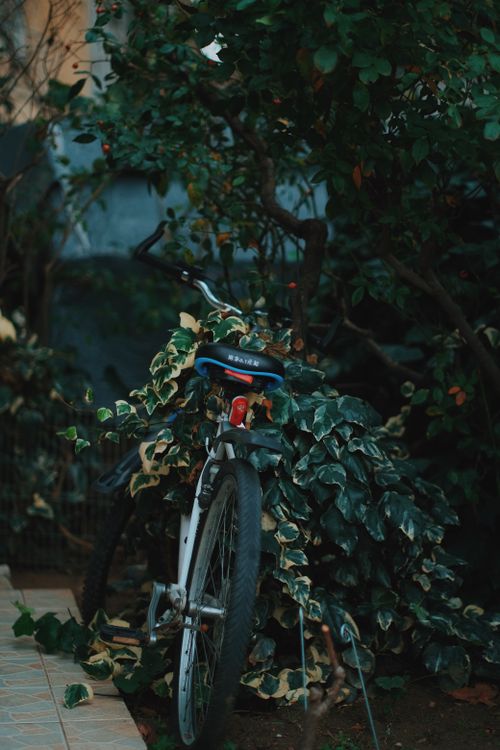 Free A parked bicycle surrounded by vibrant green leaves on a street side sidewalk, creating a natural urban scene. Stock Photo