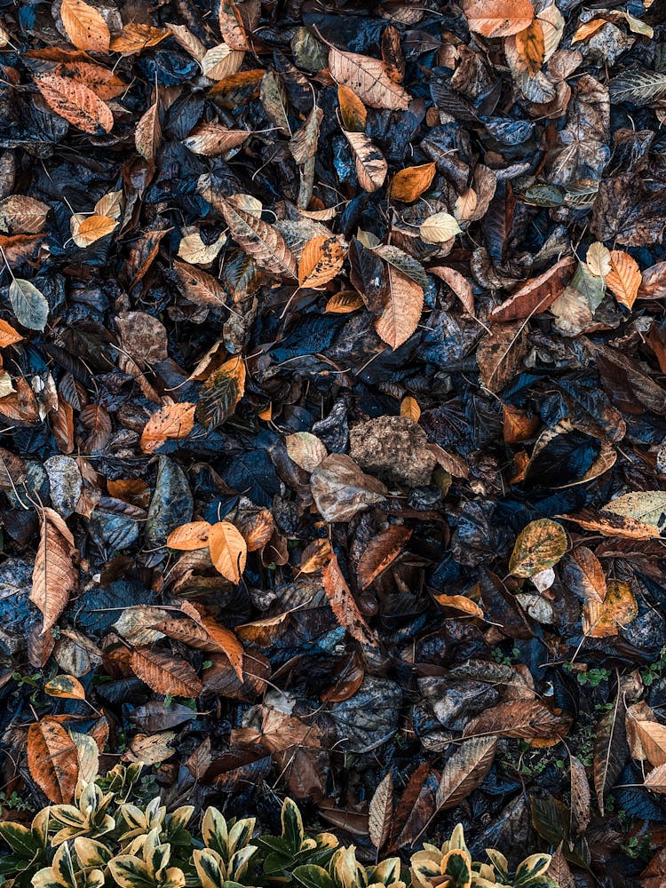 Autumn Leaves On The Ground