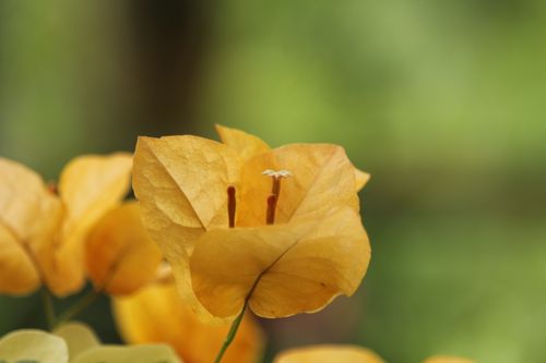 Free Vivid close-up of a yellow Bougainvillea flower in Guaratuba, Brasil. Captures the delicate details and vibrant color. Stock Photo