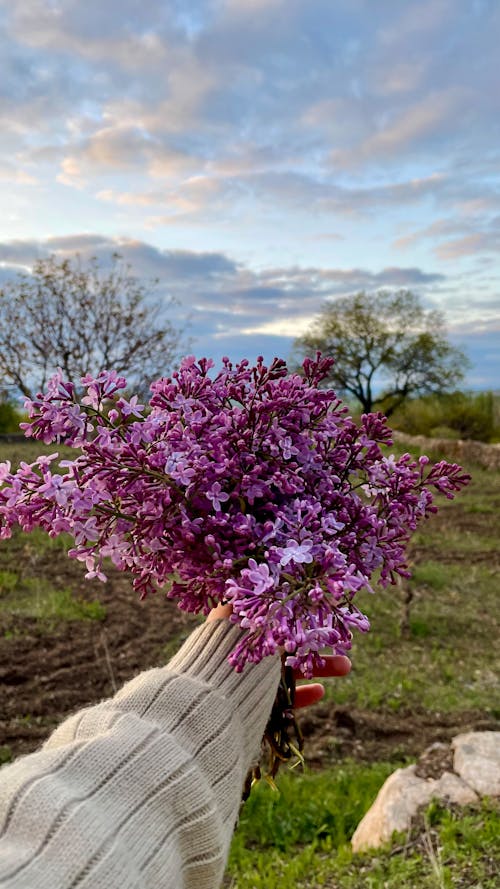 A Person Holding Purple Flowers