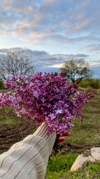 A serene scene of a hand holding a bouquet of lilacs outdoors, capturing the essence of spring.