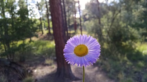 茶色の木の幹と緑の木の近くに白い花びらの花