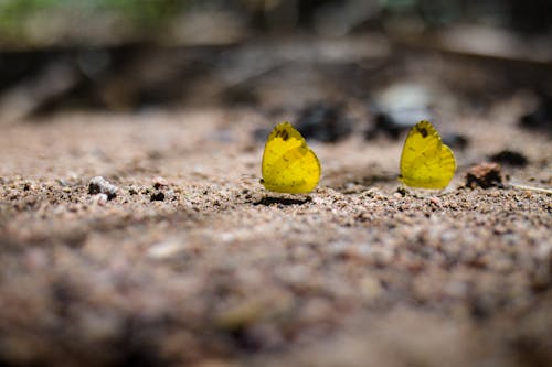 Macro of Butterflies on Ground