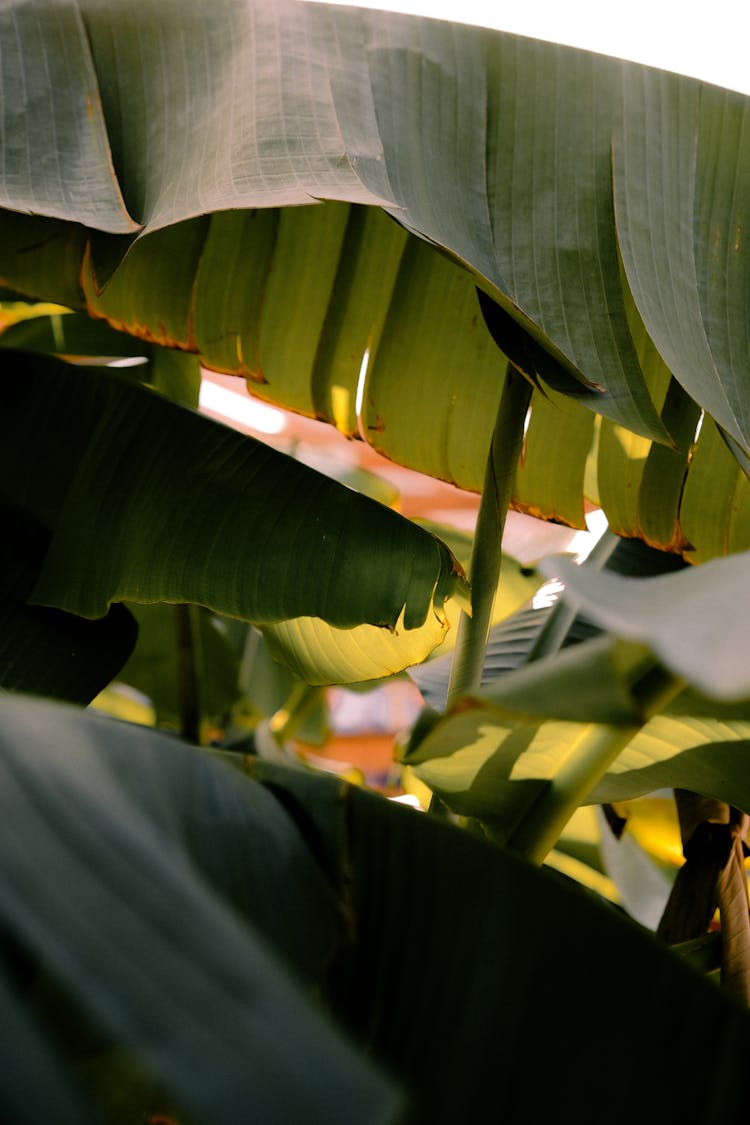 Fleshy Leaves In Close Up