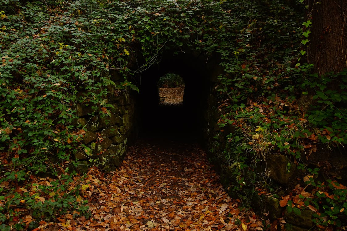 免费 森林中的混凝土隧道 素材图片