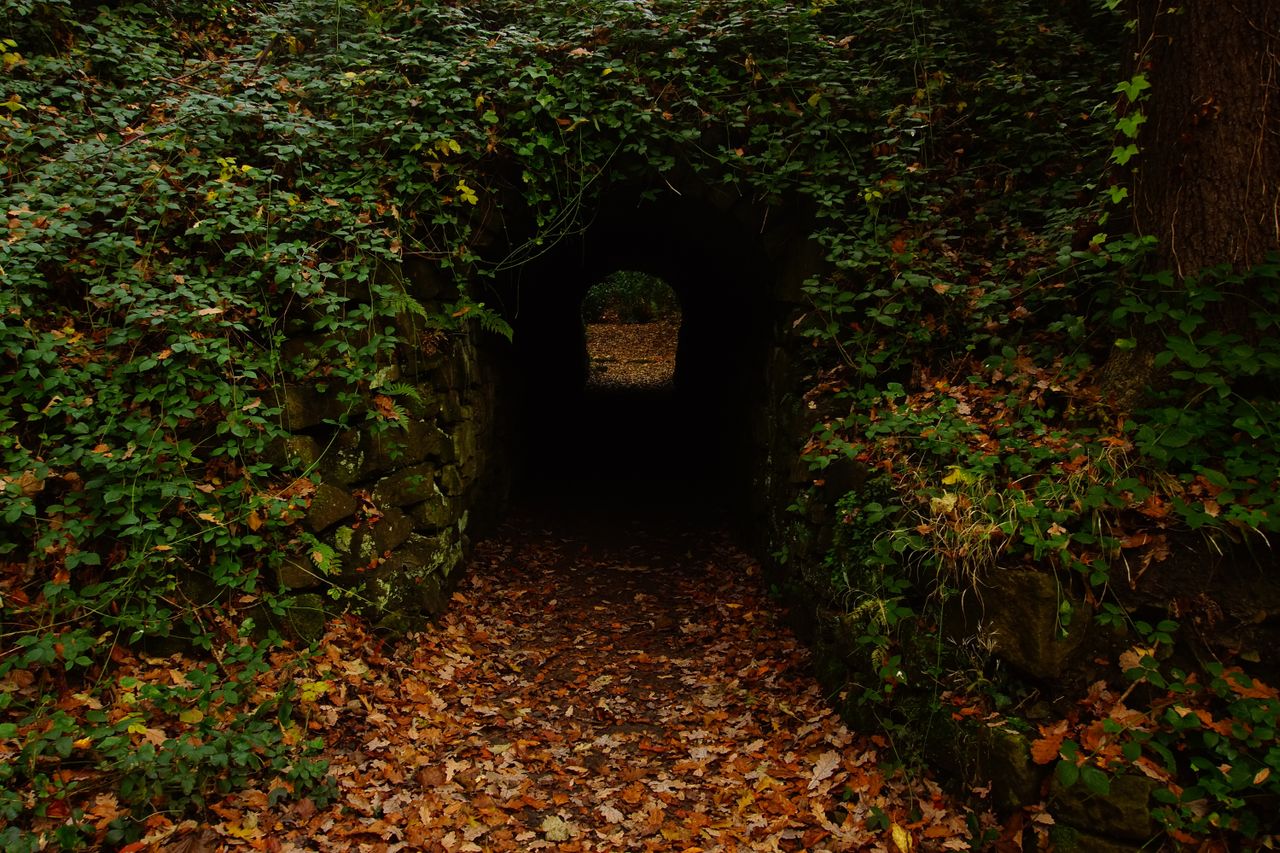 a serene nature trail featuring a mysterious tunnel draped in ivy and
