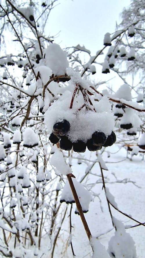 Foto d'estoc gratuïta de arbres nus, branques, cobert de neu