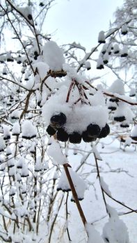 Frosty winter scenery with snow-covered berries on a bare branch.