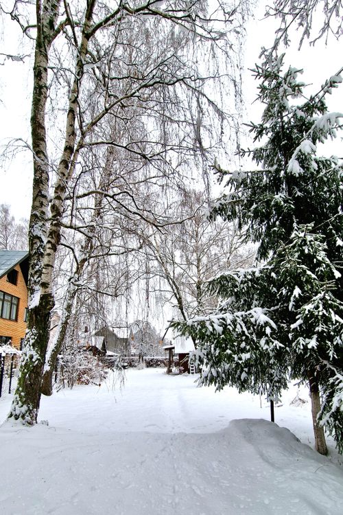 Free A serene winter scene of a snow-covered village with trees and houses. Stock Photo