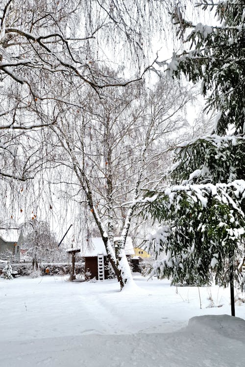 Бесплатное стоковое фото с вертикальный выстрел, дерево, зима