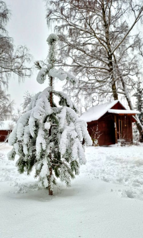 Fir Tree in Snow in Winter Forest