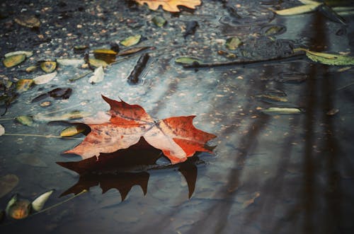 갈색, 그림자, 떨어진 나뭇잎의 무료 스톡 사진